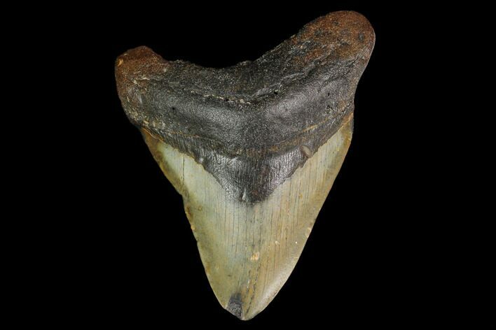 Fossil Megalodon Tooth - North Carolina #147778